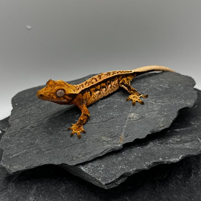 트라이 익스트림할리퀸 풀핀 쿼드 텐저린