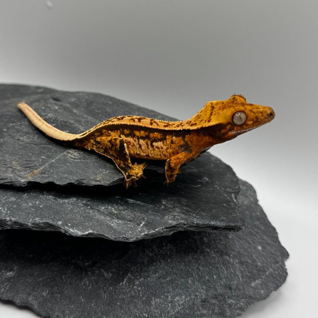 트라이 익스트림할리퀸 풀핀 쿼드 텐저린