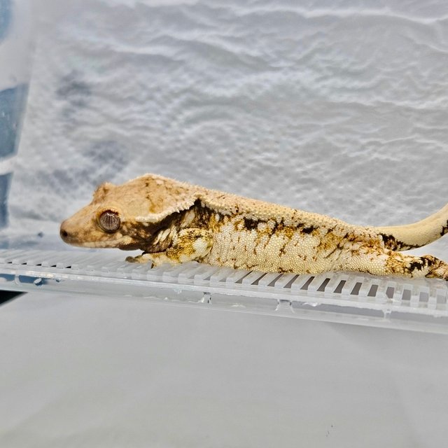 트라이 드리피 익스트림할리퀸 화이트스팟 화이트포트홀