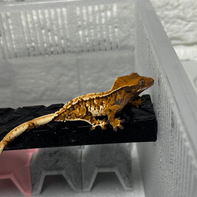 텐저린 트라이 익스트림할리퀸