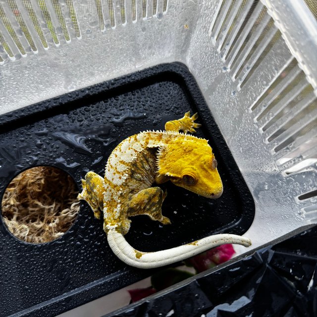 트라이 익스트림할리퀸