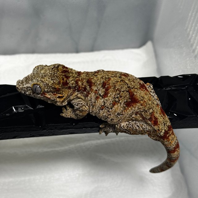 레티큘 블로치드