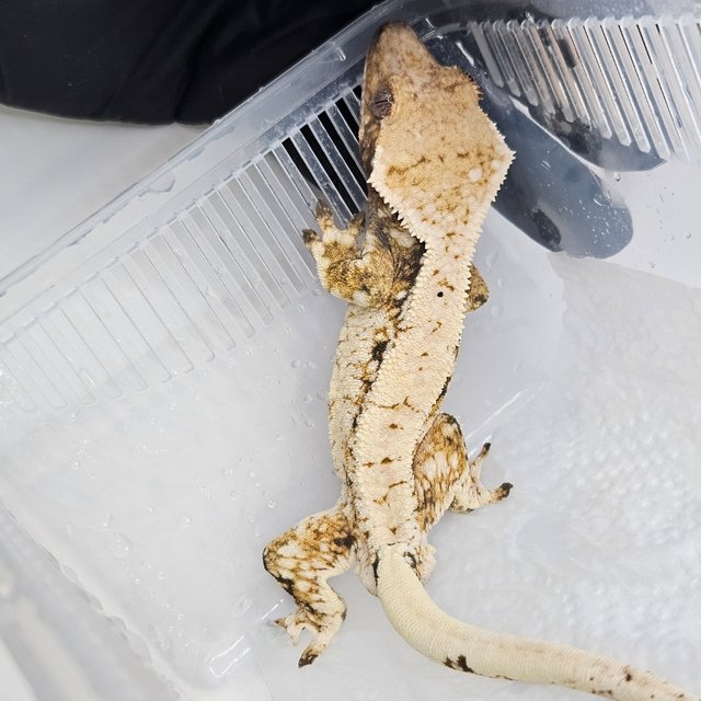 트라이 드리피 익스트림할리퀸 화이트스팟 화이트포트홀