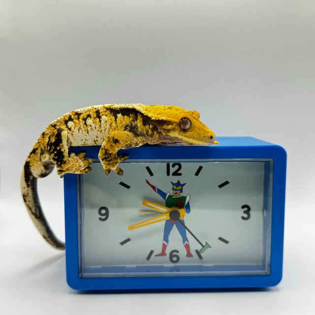 트라이 익스트림할리퀸