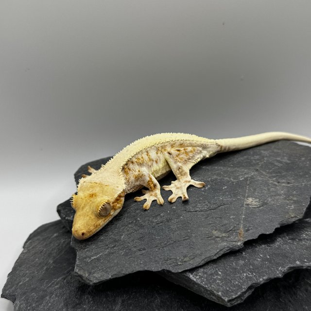 트라이 릴리화이트