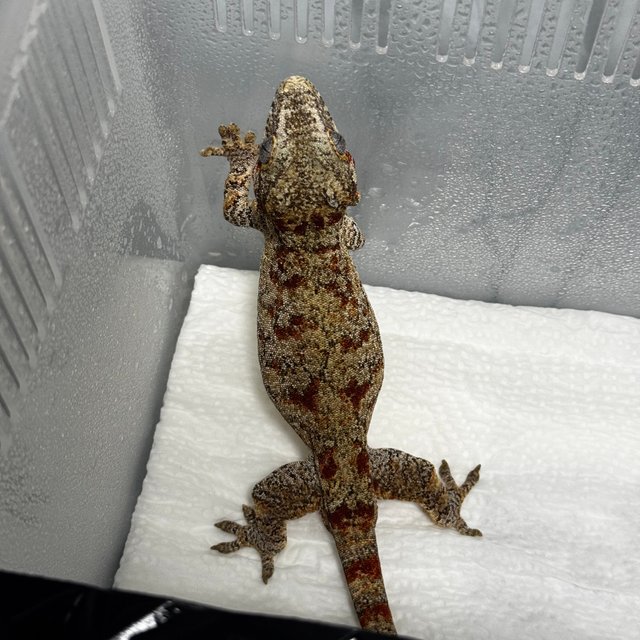 레티큘 블로치드