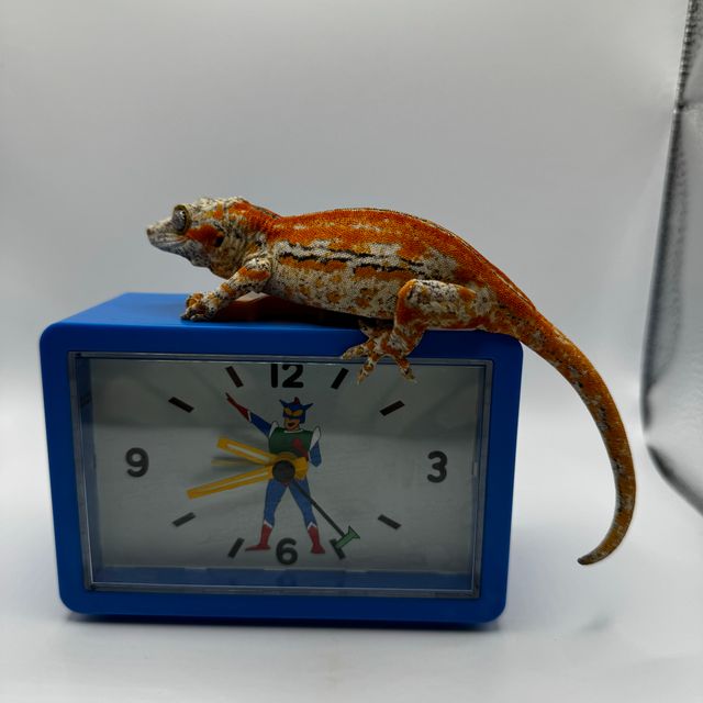 오렌지 스트라이프