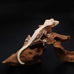 릴리100%헷아잔틱