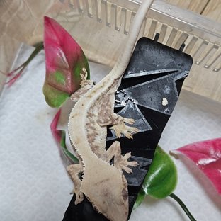 100%헷아잔틱