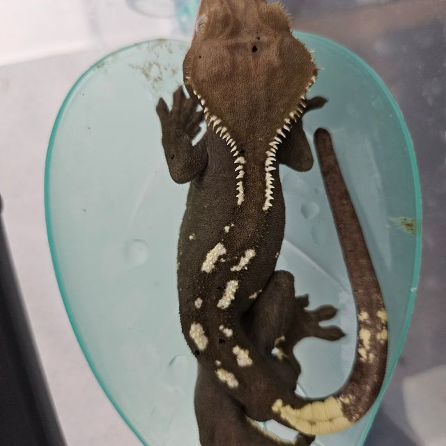 아잔틱