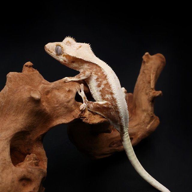 릴리100%헷아잔틱