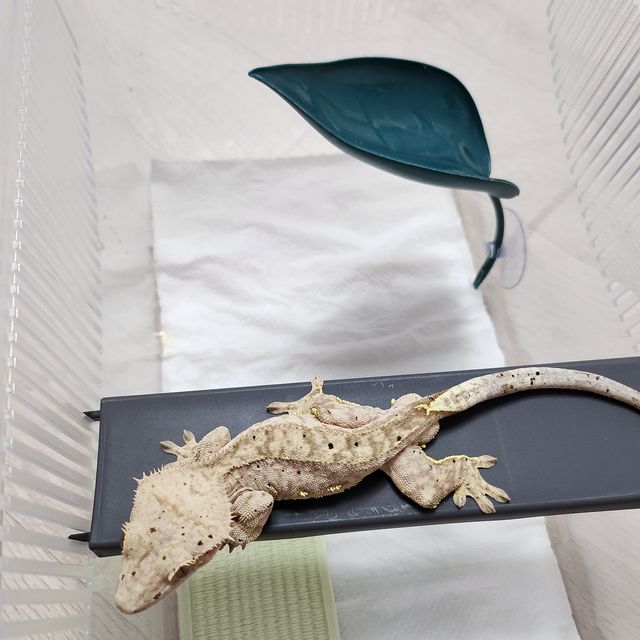 달마시안