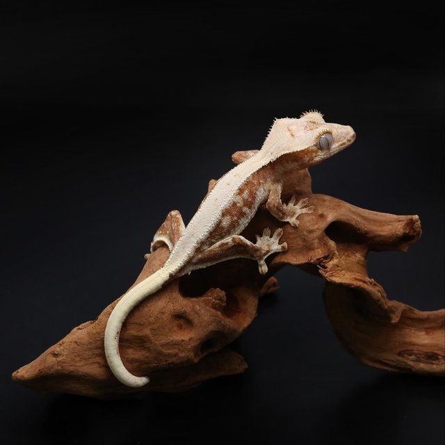 릴리100%헷아잔틱