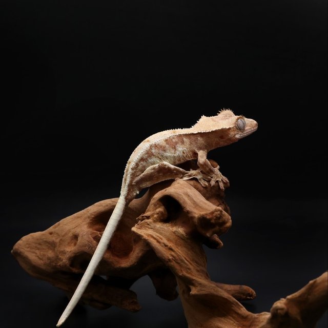 릴리100%헷아잔틱