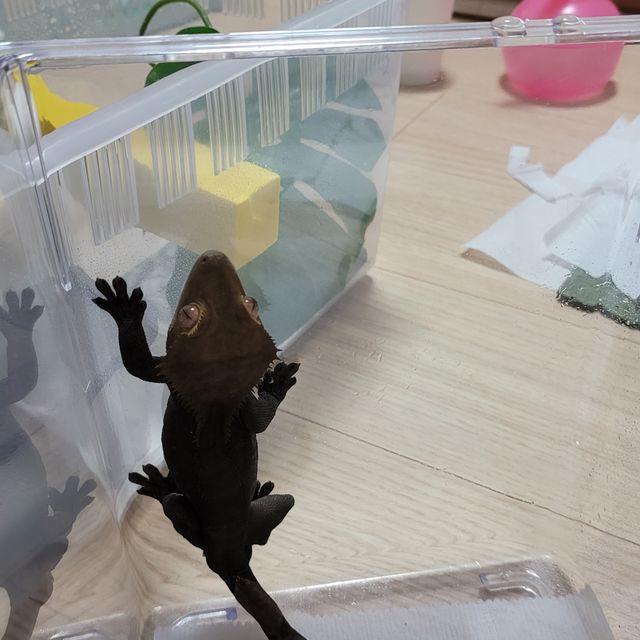 챠콜