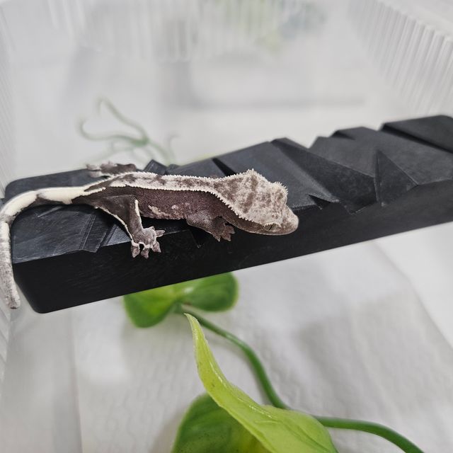 아잔틱