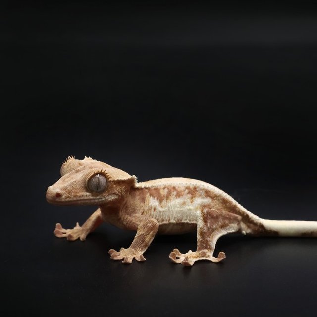 릴리100%헷아잔틱