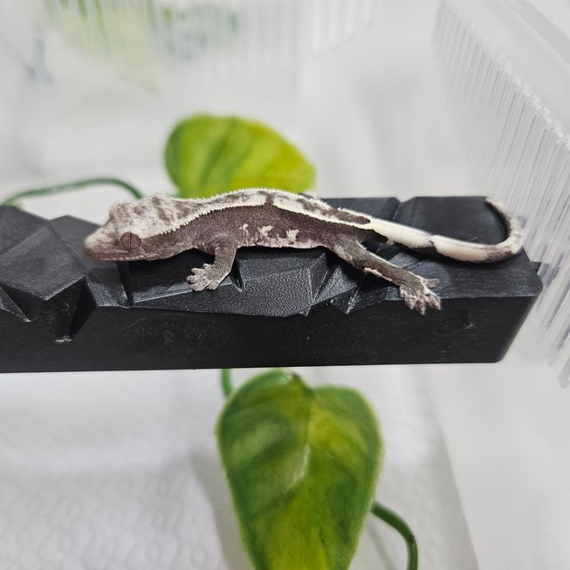 아잔틱