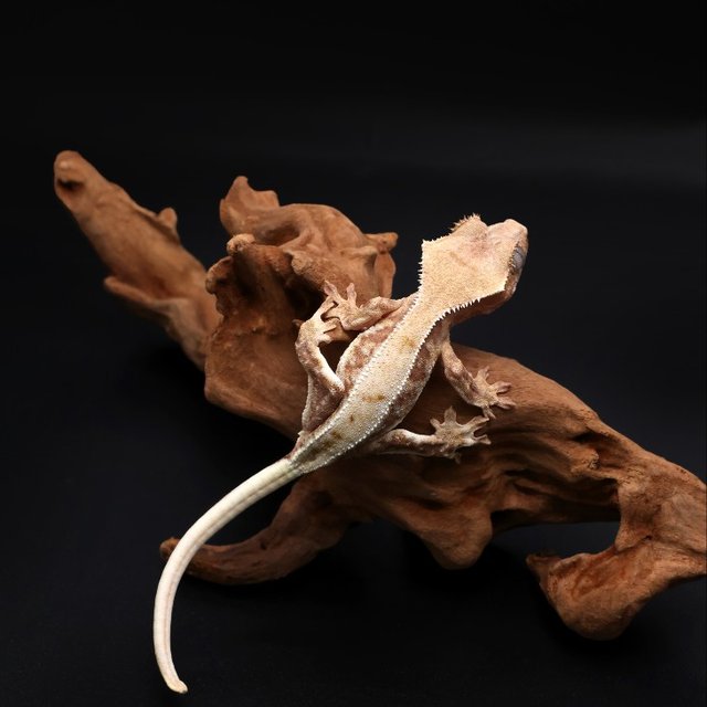 릴리100%헷아잔틱