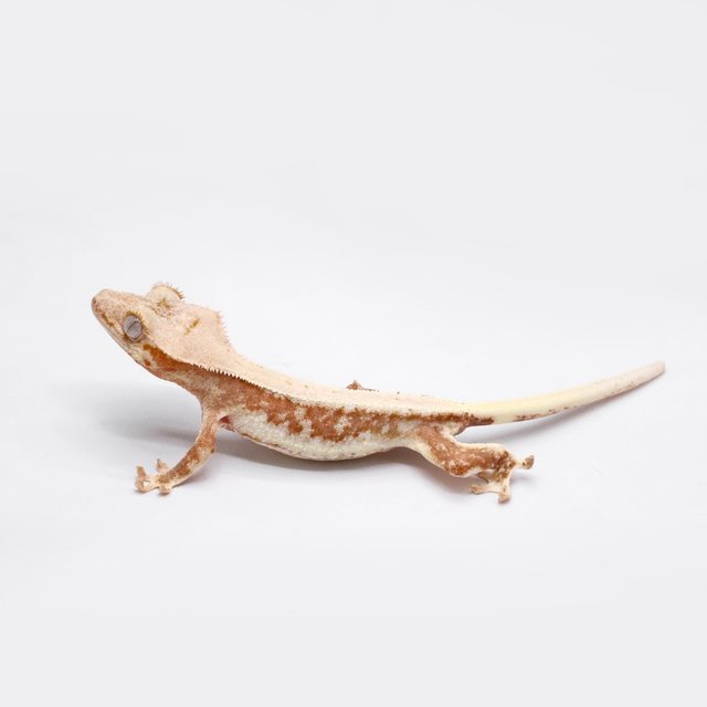 릴리100%헷아잔틱