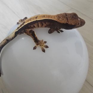 카푸치노