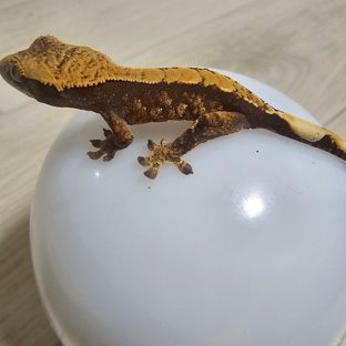 노멀