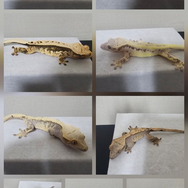 카푸치노 노멀 릴리화이트 프라푸치노