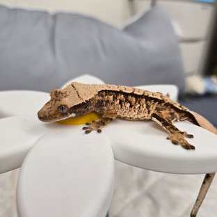 노멀 익스트림할리퀸 화이트스팟