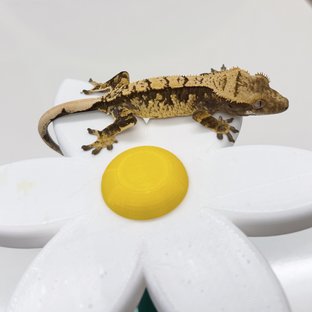 트라이 익스트림할리퀸 할리퀸