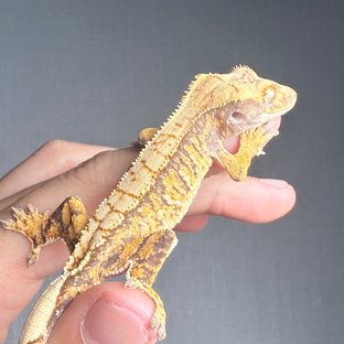 트라이 익스트림할리퀸 화이트스팟 타이거