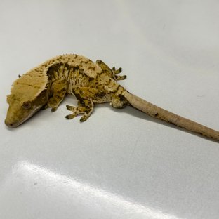 트라이 익스트림할리퀸 타이거