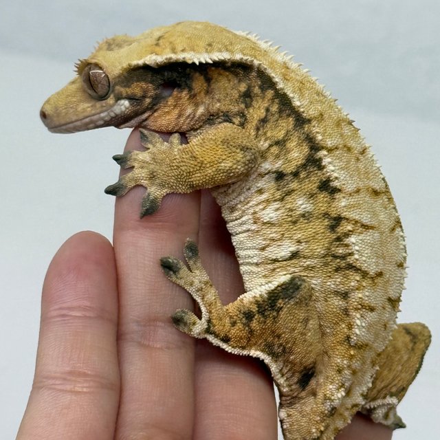 트라이 익스트림할리퀸 화이트스팟