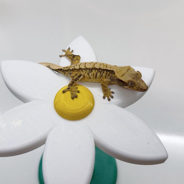 트라이 익스트림할리퀸 화이트스팟 타이거