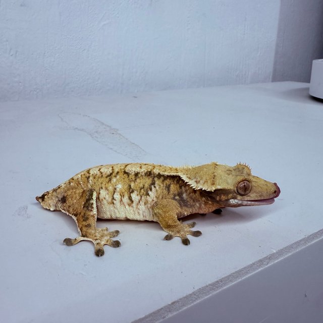 트라이 익스트림할리퀸 화이트스팟