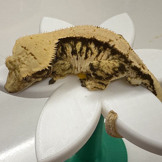 트라이 익스트림할리퀸 풀핀 할리퀸