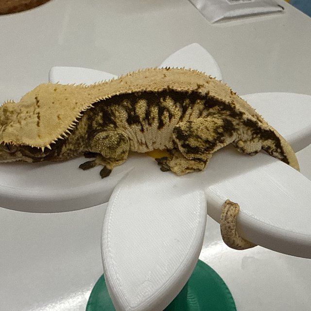 트라이 익스트림할리퀸 풀핀 할리퀸