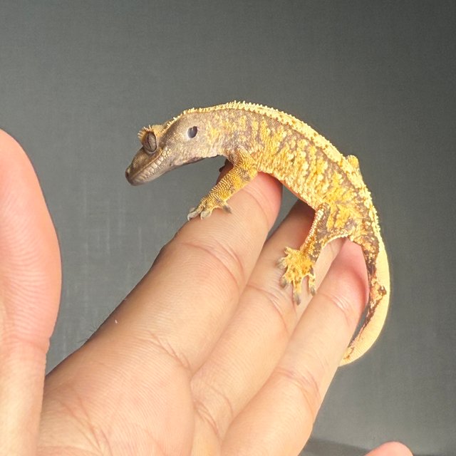 트라이 익스트림할리퀸 화이트스팟 타이거