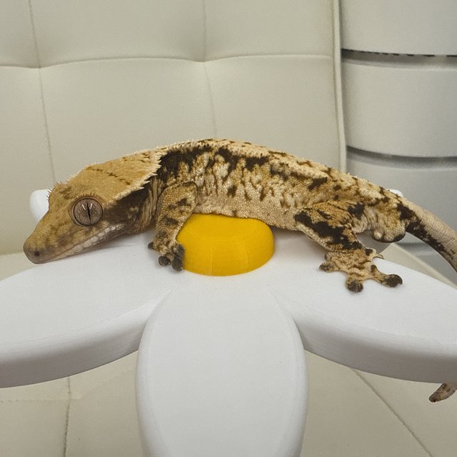 노멀 트라이 익스트림할리퀸 드리피 화이트스팟