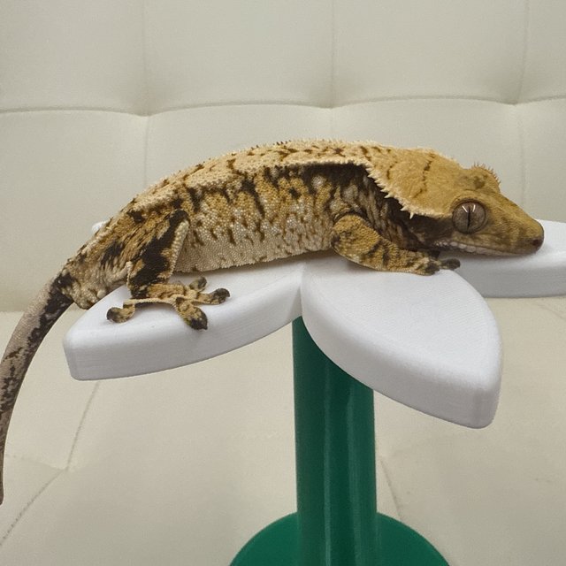 노멀 트라이 익스트림할리퀸 드리피 화이트스팟