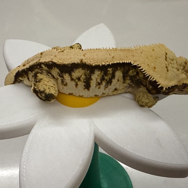 트라이 익스트림할리퀸 풀핀 할리퀸