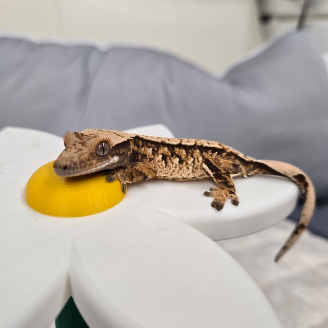 노멀 익스트림할리퀸 화이트스팟