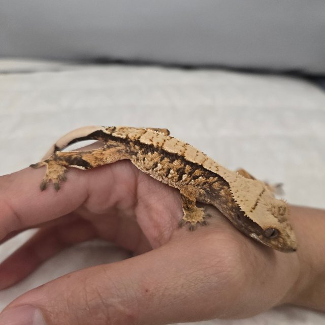 노멀 익스트림할리퀸 화이트스팟