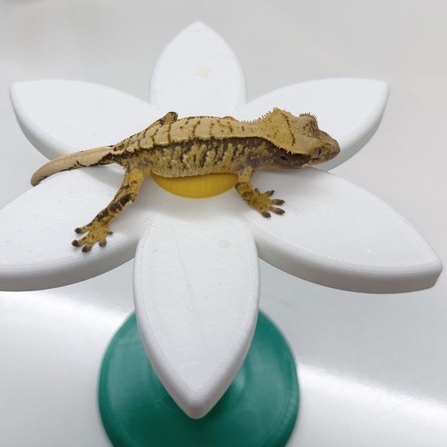 트라이 익스트림할리퀸 화이트스팟 타이거