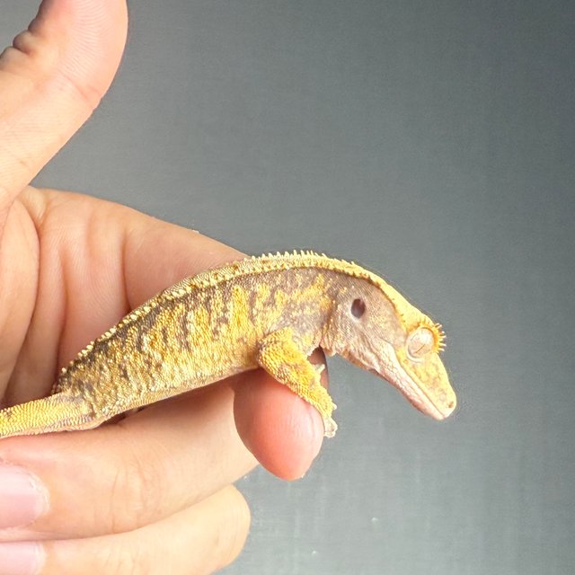 트라이 익스트림할리퀸 화이트스팟 타이거