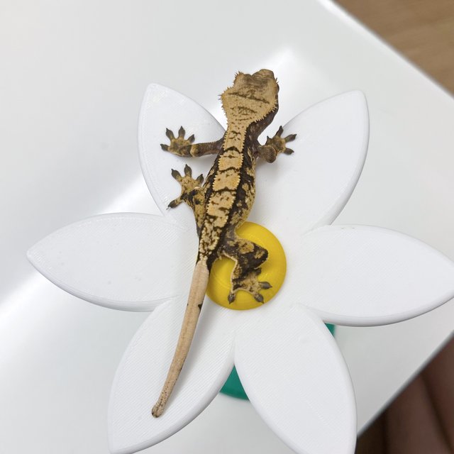 트라이 익스트림할리퀸 할리퀸