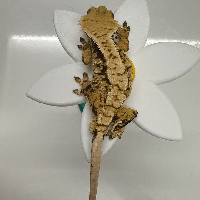 노멀 트라이 익스트림할리퀸 드리피 화이트스팟