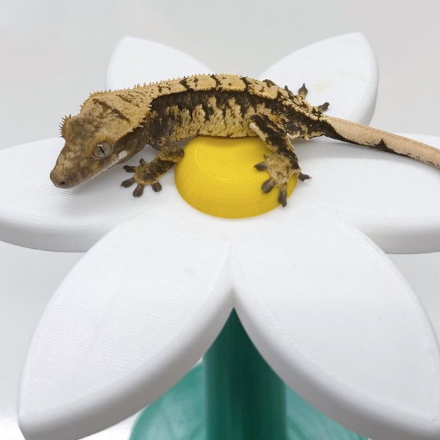 트라이 익스트림할리퀸 할리퀸