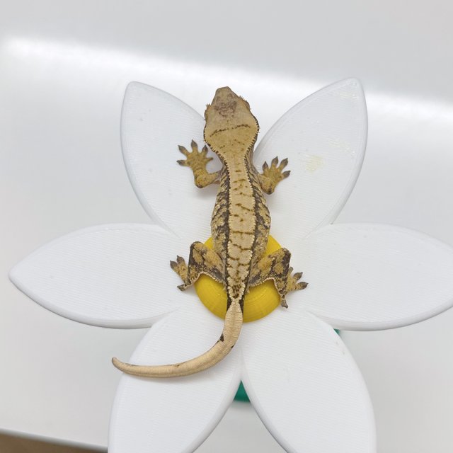 트라이 익스트림할리퀸 화이트스팟 타이거