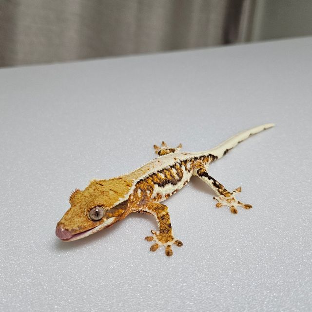 릴리화이트 트라이 텐저린 블랙 레드 화이트