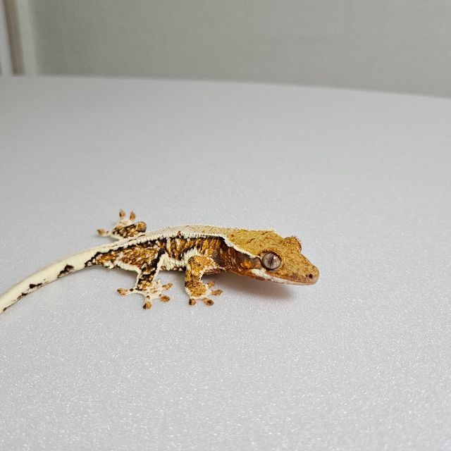 릴리화이트 트라이 텐저린 블랙 레드 화이트